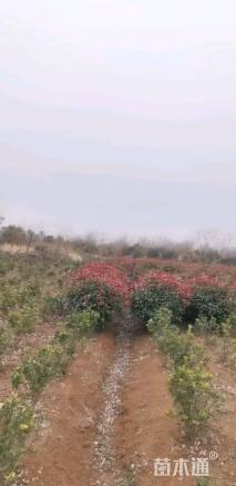 冠幅120厘米红叶石楠球