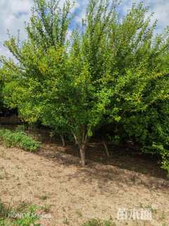 高度250厘米木槿