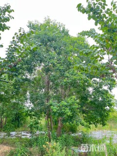 40公分(4杆)丛生乌桕