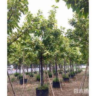 高度200厘米富贵榕