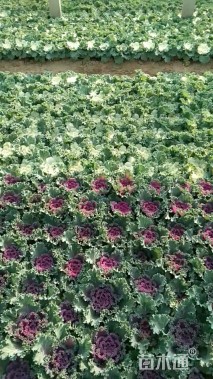 高度15厘米羽衣甘蓝