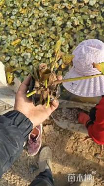 高度10厘米睡莲