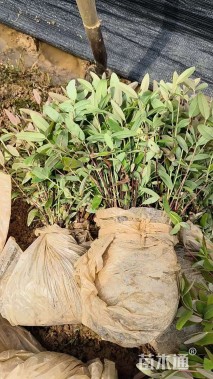 高度40厘米金丝桃小苗