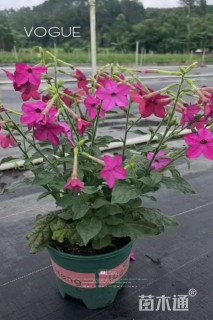 高度20厘米花烟草