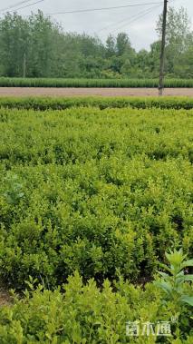 高度30厘米瓜子黄杨