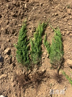 高度50厘米龙柏