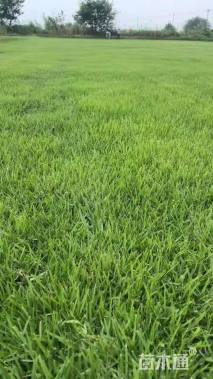 草块状中华结缕草