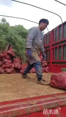 高度60厘米华山松