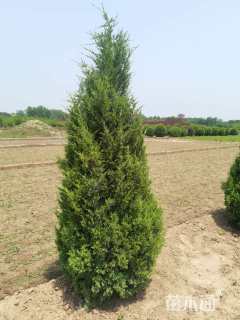 高度250厘米北京桧