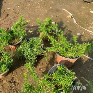 高度35厘米丛生福禄考