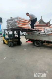 高度30厘米车前草