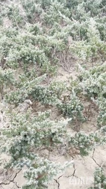 高度50厘米铺地柏