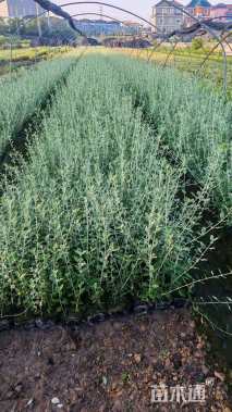 高度30厘米水果兰