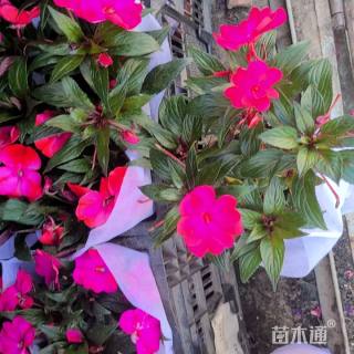 高度30厘米凤仙花