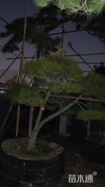 高度200厘米庭院松