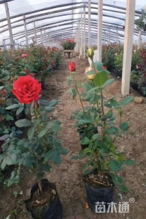 高度30厘米红帽月季