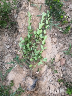 高度60厘米卫矛