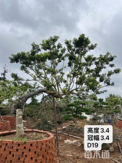 19公分造型铁冬青