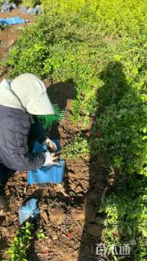 高度50厘米贴梗海棠