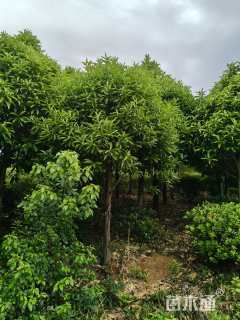 10公分棱角山矾