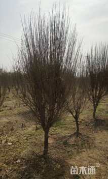 高度180厘米红花木槿