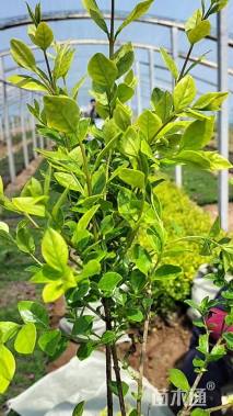 高度35厘米金叶女贞