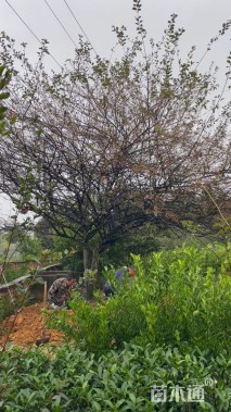 30公分垂丝海棠