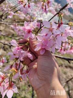 8公分红粉佳人樱