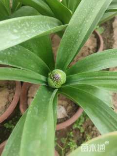 高度20厘米大花葱