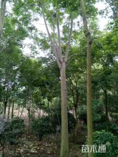 11公分黄山栾树