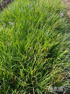 高度25厘米紫娇花