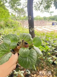 高度15厘米虎耳草