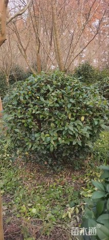 冠幅120厘米金森女贞球