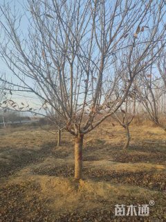 18公分日本晚樱