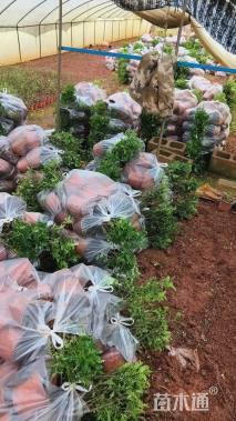 高度20厘米胡椒木