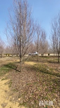 10公分北美红枫