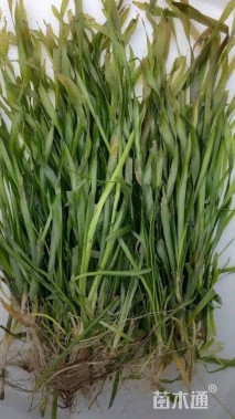 高度10厘米苦草