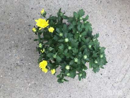 高度15厘米国庆菊