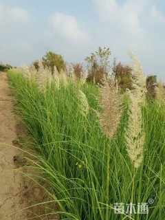 高度20厘米蒲苇