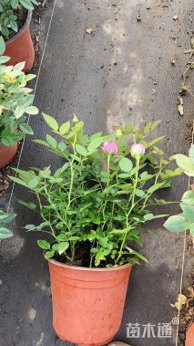 高度30厘米大花月季