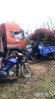 冠幅120厘米红叶石楠球