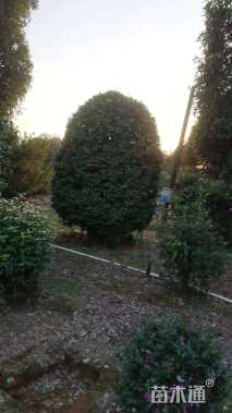 高度200厘米茶花