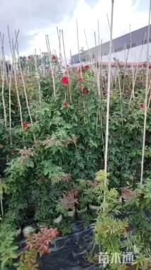 80厘米藤本月季