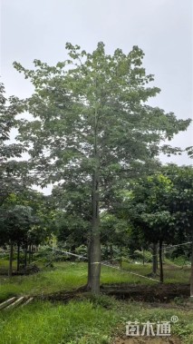 28公分大腹木棉