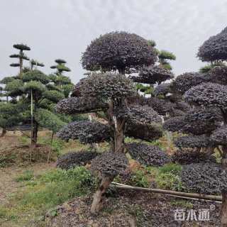 25公分造型红花继木桩