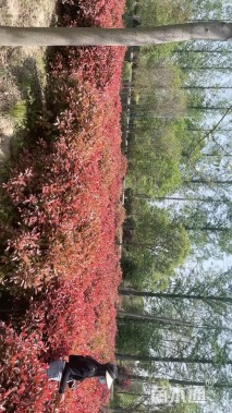 冠幅150厘米金边黄杨球