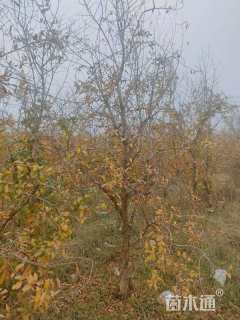 高度200厘米果石榴