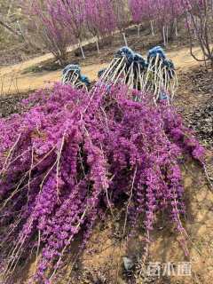 高度300厘米丛生紫荆
