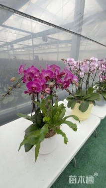 高度50厘米蝴蝶兰