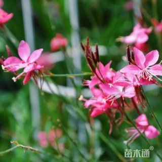 高度35厘米千鸟花